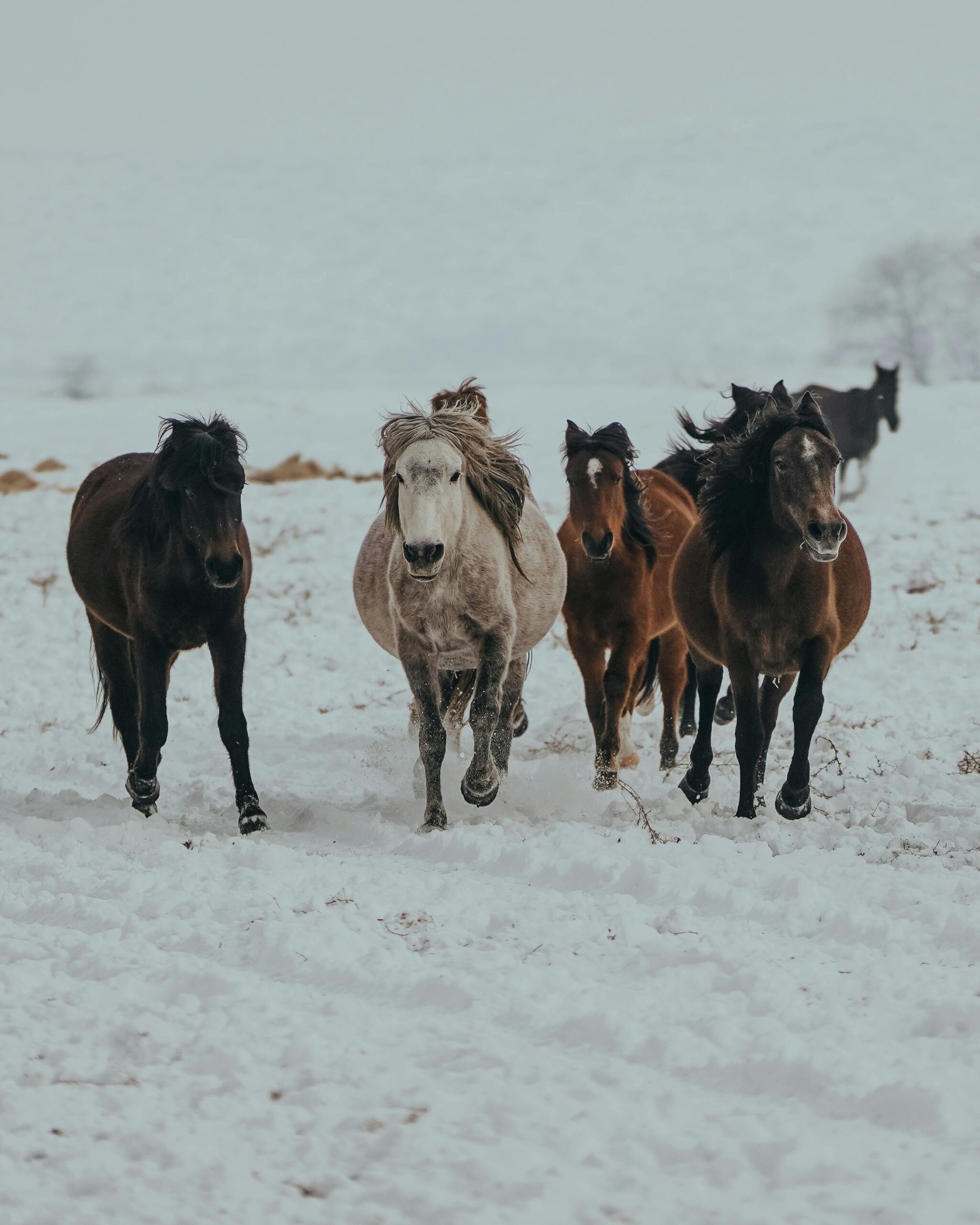 winter, horses, january