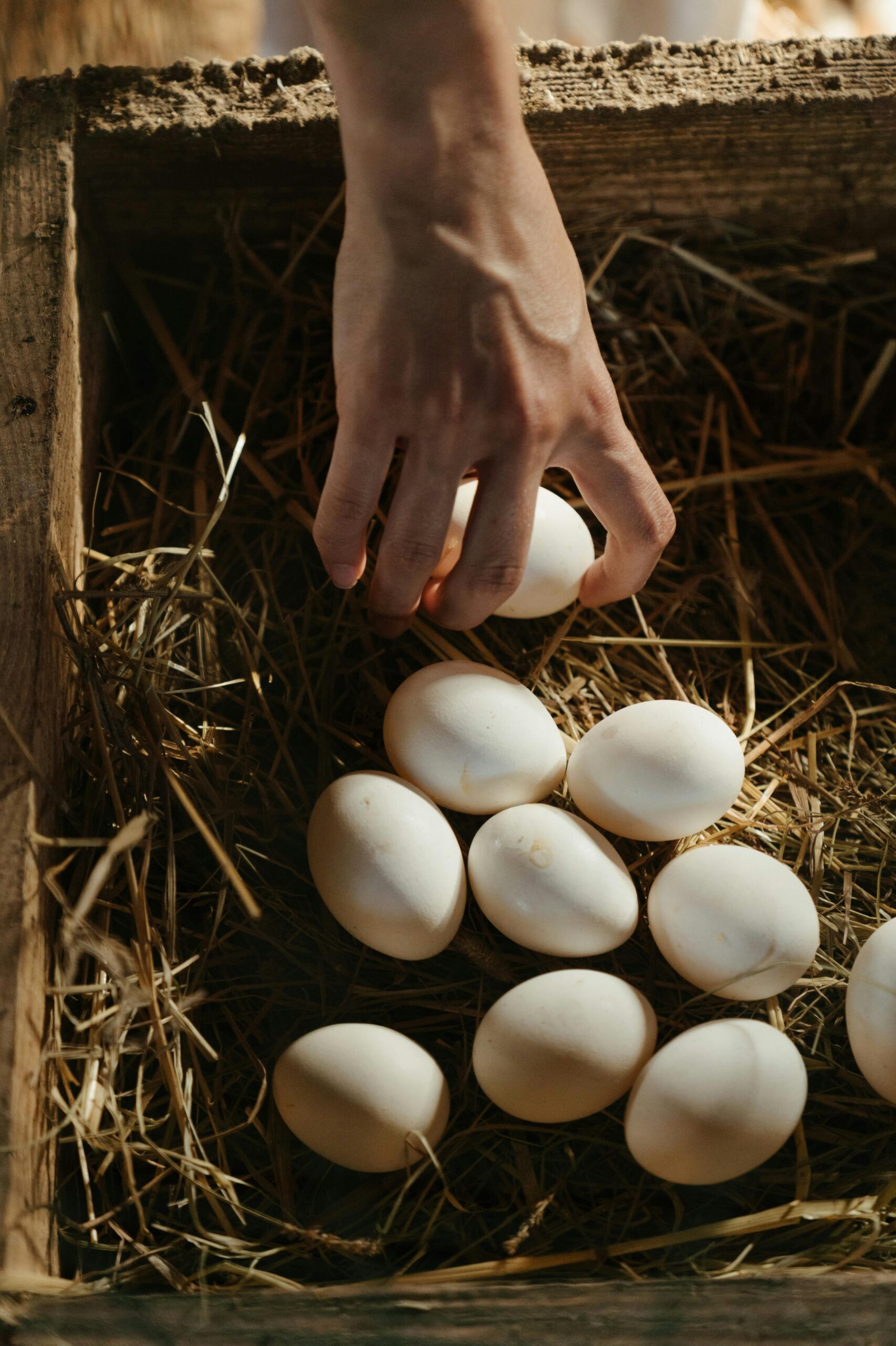 April Social Herd releases, eggs, homestead, homegrown