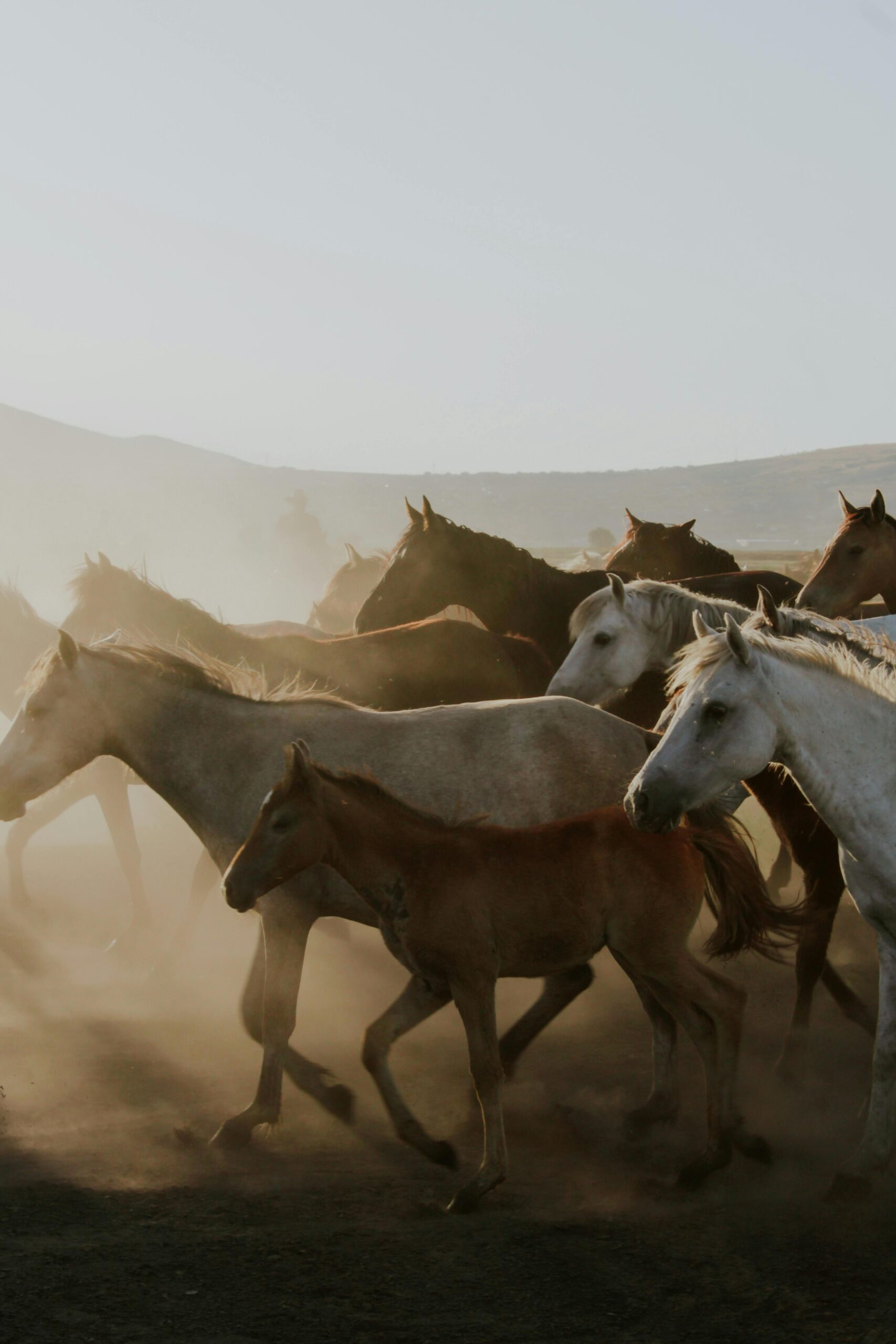 wild horses - july social herd releases
